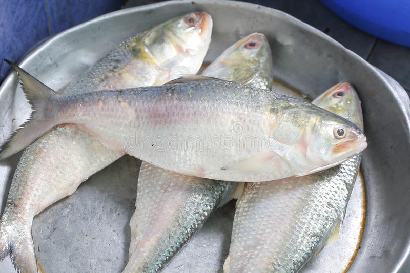 মাছ কেনার টিপস