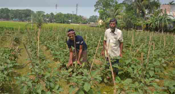 বেগুনে স্বাবলম্বী কুমিল্লার আবুল কালাম