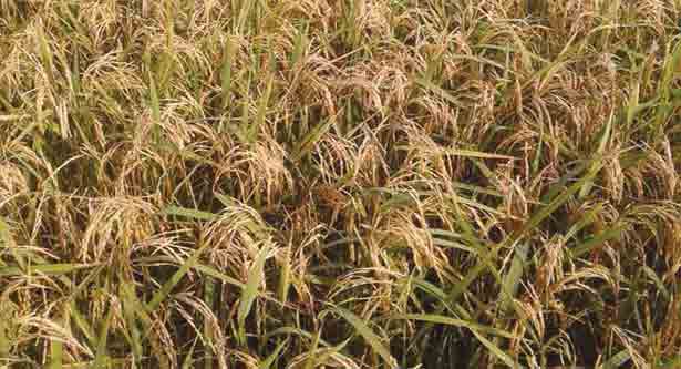 বোরো ধানে ব্লাস্ট রোগ: দিশেহারা কৃষক