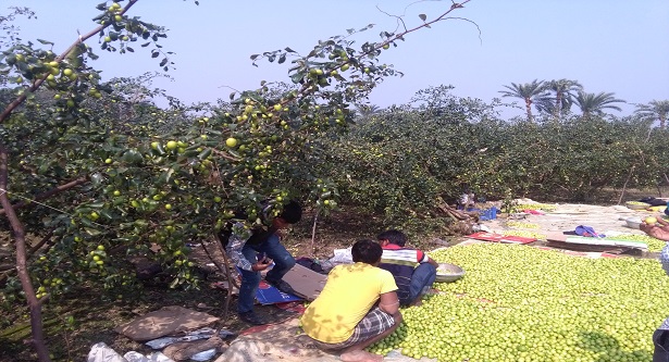 মহেশপুরে বাউকুল চাষ, দিনে বিক্রি ৩০ লাখ টাকা