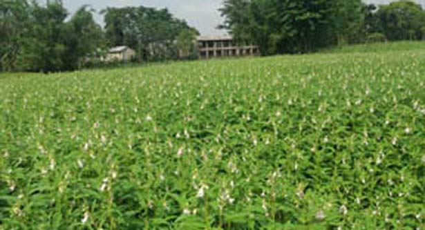 লাভজনক হচ্ছে তিল চাষ