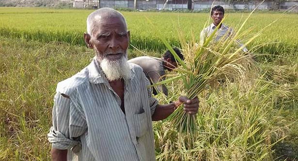 সিলেটে আগাম ধান কাটা শুরু
