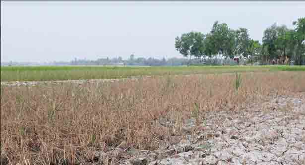 পুড়ছে বোরো ধান
