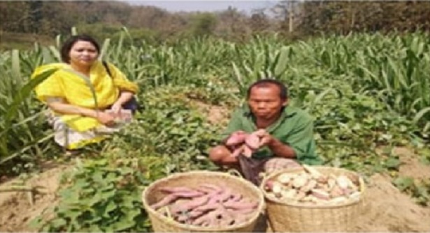 আখের সাথী ফসল মিষ্টি আলু