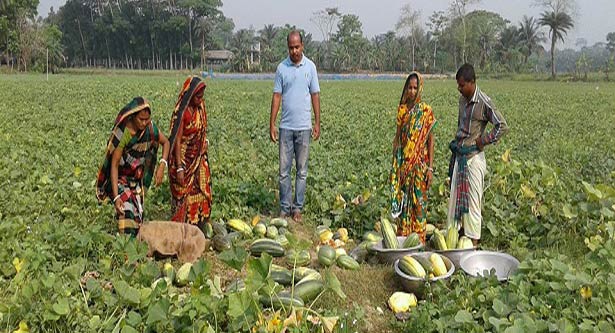 বাঙ্গি চাষে মুখে হাসি