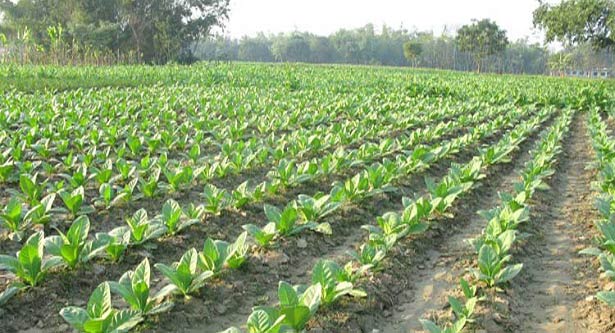 তামাক চাষে কমছে উর্বরতা