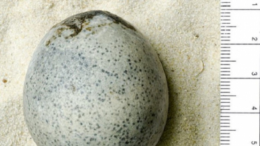 ১৭০০ বছর আগের মুরগির ডিম উদ্ধার