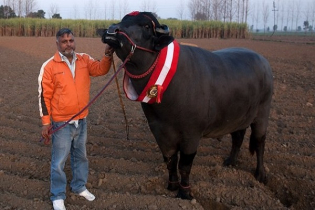 যে কারণে এই ষাঁড়ের বীর্যের দাম আড়াই লাখ টাকা