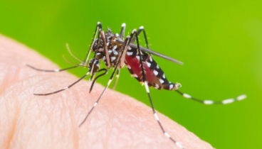 রাজধানীর যেসব এলাকা ডেঙ্গু ঝুঁকিতে