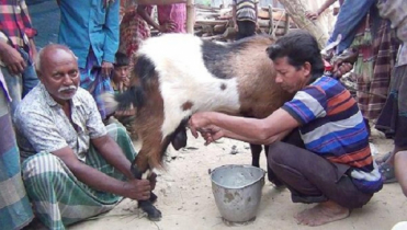 দুধ দিচ্ছে পাঁঠা, মানু্ষের মধ্যে কৌতূহল