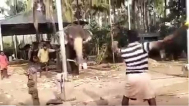 শুড় নাড়িয়ে ব্যাটিং করছে হাতি, ভিডিও ভাইরাল