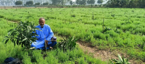 রাতের আঁধারে দুর্বৃত্তরা কাটলো ৭০০ আম গাছ, বাকরুদ্ধ কৃষক