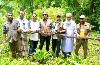 গভীর অরণ্যে ১৮ ফুটের সোনালী অজগর