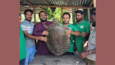 সিংড়ায় ২০ কেজি ওজনের গঙ্গা কাছিম উদ্ধার