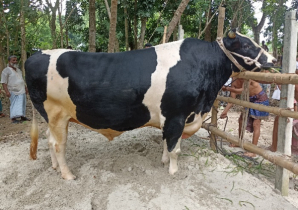 ৩০ মণের ‘ভিক্টর’, কাড়ছে নজর