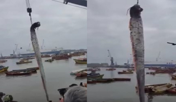 চিলিতে ধরা পড়লো দানবাকৃতির মাছ, সুনামির আশঙ্কা