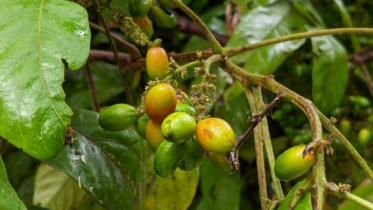 নানা নামে পরিচিতি, আছে অবাক করা ভেষজ গুণ