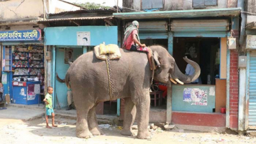 অন্য এলাকা থেকে হাতি এনে কালিয়াকৈরে টাকা আদায়