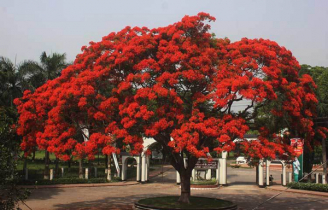 কৃষ্ণচূড়ায় আর রক্তিম হবে না ইবির প্রধান ফটক 