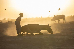 বৃষ্টির জন্য কাঁদছে ইথিওপিয়া