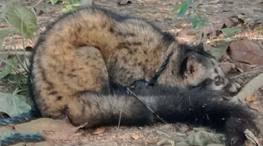অবমুক্ত করা হলো সেই বিরল প্রজাতির গন্ধগোকুল 