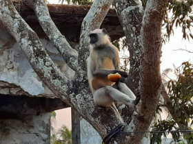 লোকালয়ে ঘুরে বেড়াচ্ছে মুখপোড়া হনুমান 