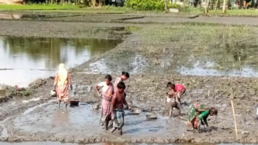 রোদে শুকিয়ে যাচ্ছে খাল-বিল, মাছ ধরার ধুম