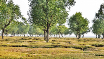 অপূর্ব গুলিয়াখালী সৈকত