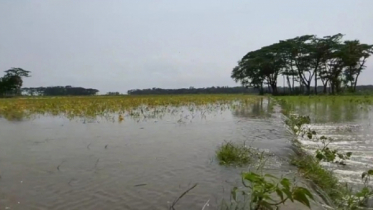 মেঘনার জোয়ারে ডুবছে ফসল