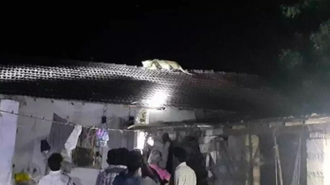 ছাদে হেঁটে বেড়াচ্ছে সিংহ!