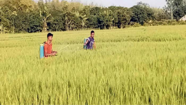 সাপাহারে গম চাষে বাম্পার ফলনের সম্ভাবনা