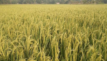 মনোহরগঞ্জে বোরো ধানের বাম্পার ফলন, কৃষকের মুখে হাসি