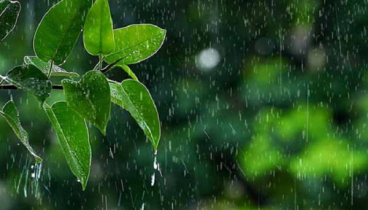 সারাদেশে ৮৩২ মিলিমিটার বৃষ্টিপাত