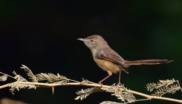টুনটুনি : চালাক নাকি বোকা?
