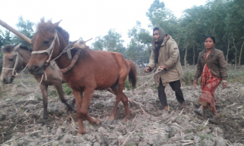 ঘোড়া দিয়ে হালচাষ