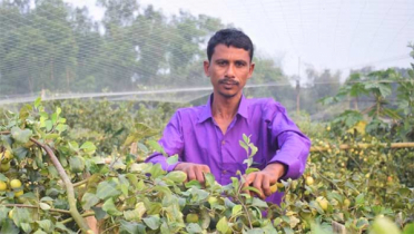 প্রথম বছরেই ‘বল সুন্দরী’ চাষে বাজিমাত, লাভ ৭ গুণ