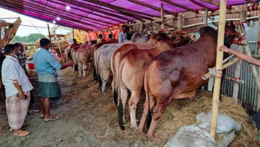 ১০ অস্থায়ী পশুর হাট চায় চসিক, সিদ্ধান্ত দেবে প্রশাসন