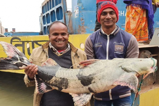 জাল টেনে নৌকায় তুলতেই চোখে পড়ল ২১ কেজির বাগাড় 
