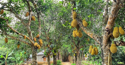 ব্রাহ্মণবাড়িয়ায় ২২ কোটি টাকার কাঁঠাল বিক্রির আশা