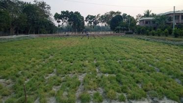 জিরা চাষে সম্ভাবনা, বাড়বে আয়