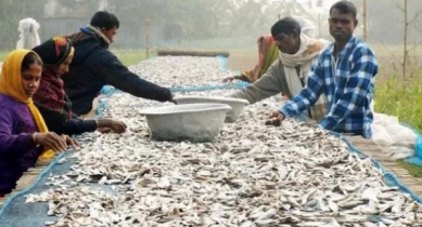 চলনবিলের দেশি শুটকি যাচ্ছে বিদেশেও