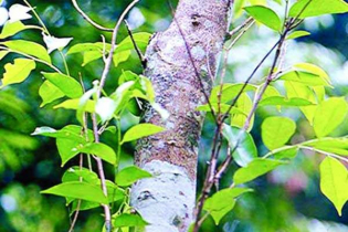 যে গাছ লাগিয়ে কোটিপতি হতেন পারেন আপনিও