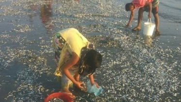 এবার সৈকতে ভেসে আসছে মাছ