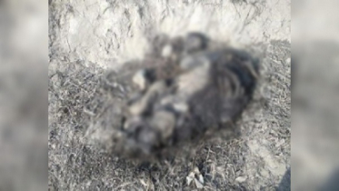 পাহা‌ড়ি এলাকায় পড়েছিল মরা হাতির বাচ্চা