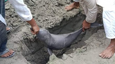 মেঘনা থেকে মৃত ডলফিন উদ্ধার, গায়ে আঘাতের চিহ্ন