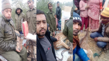বনেই ফিরল বনের হরিণ