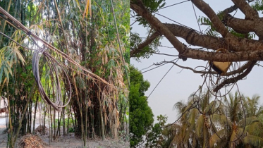 বাঁশ-গাছে ঝুলছে এক কিলোমিটার বিদ্যুৎ সংযোগ