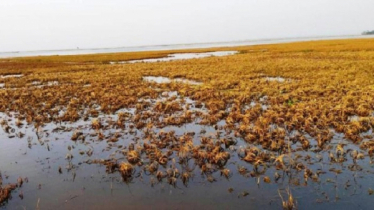 হাওরে ঘাস কাটা নিয়ে সংঘর্ষে আহত অর্ধশত