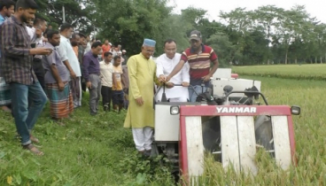 কুড়িগ্রামে হারভেস্টার মেশিনে ধান কাটা শুরু