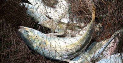 ইলিশ না ধরলেই মাসে ৪০ কেজি চাল